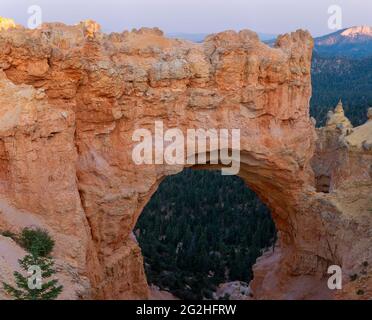 Natural Bridge, a massive 85-ft. red-rock arch carved out of sedimentary red rock by geologic forces over millions of years. Bryce Canyon National Park, Utah, USA Stock Photo