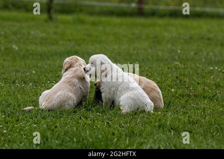 Golden Retriever pups playing in a green grass feild. Stock Photo