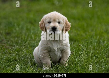 Golden Retriever pups playing in a green grass feild. Stock Photo