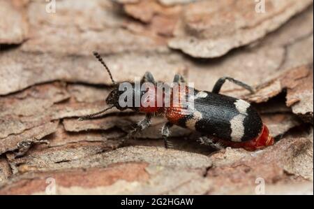 Female ant beetle, Thanasimus formicarius laying eggs in pine wood, macro photo Stock Photo