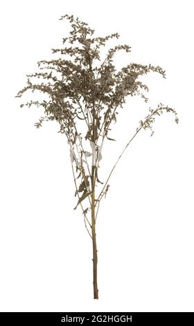 Overblown european goldenrod, Solidago virgaurea plant isolated on white background Stock Photo