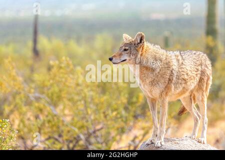 Desert Coyote Surveying Its Territory Standing on a Rock in the Wild Sonoran Desert. Coyote Surrounded by Yellow Bristle Bush Flowers Under the Bright Stock Photo