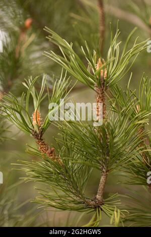 Close-up of Pine tree branches, blurred natural background Stock Photo