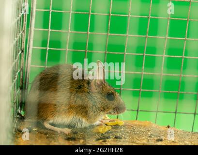 Mouse, Apodemus caught in humane trap Stock Photo