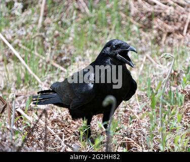 Raven standing on foliage displaying  black plumage feathers, body, head, eye, open beak and enjoying its habitat and environment. Crow Image. Picture Stock Photo