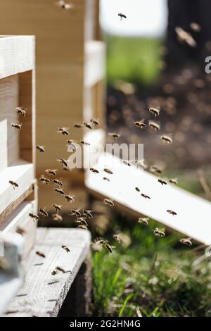 Bees from an organic beekeeper fly into her beehive Stock Photo