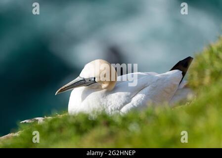 Northern gannet on the cliffs in the Hermaness Nature Reserve, Isle of Unst, Scotland, Shetland Islands Stock Photo