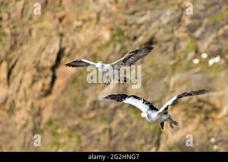 Northern gannets fly in front of the cliffs in the Hermaness Nature Reserve, Isle of Unst, Scotland, Shetland Islands Stock Photo