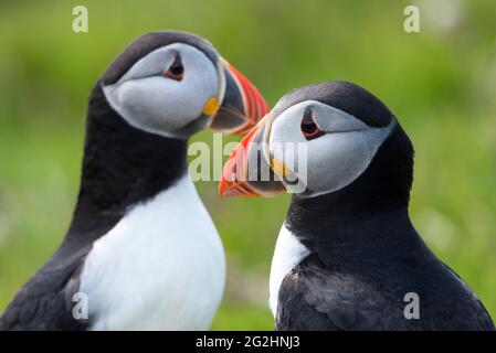 Atlantic Puffin couple, Isle of Noss, Scotland, Shetland Islands Stock Photo