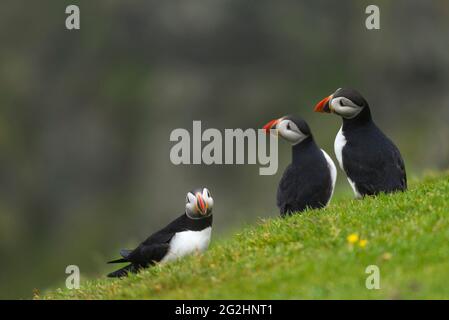 Atlantic Puffin, Hermaness Nature Reserve, Isle of Unst, Scotland, Shetland Islands Stock Photo