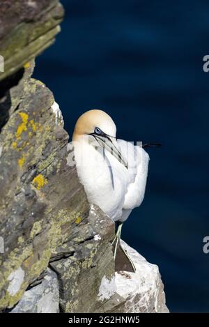 Northern Gannet, Isle of Noss, Scotland, Shetland Islands Stock Photo