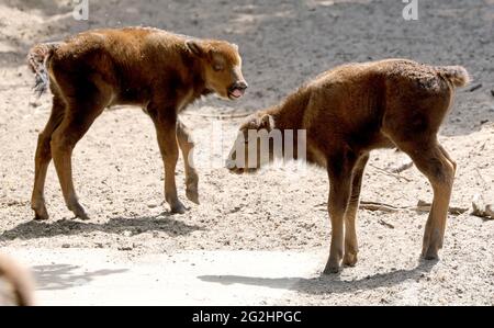 Jabel, Germany. 07th June, 2021. Two calves stand in the bison reserve on the Damerower Werder peninsula. With more than 330 calves born at the Damerower Werder, the people of Mecklenburg play a large part in the fact that there are once again around 8,000 bisons throughout Europe. Credit: Bernd Wüstneck/dpa-Zentralbild/dpa/Alamy Live News Stock Photo