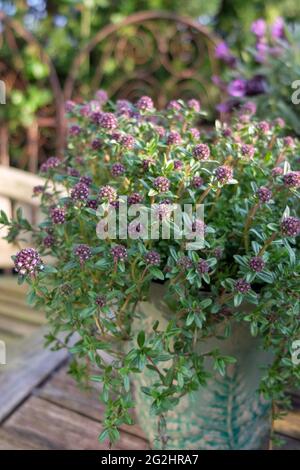Savory in flower (Satureja hortensis) in a pot Stock Photo