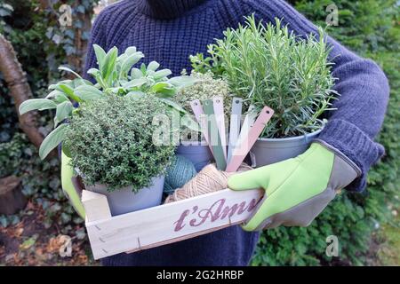 Gardener holds box with thyme (Thymus vulgaris), rosemary (Rosmarinus officinalis), sage (Salvia officinalis), for planting