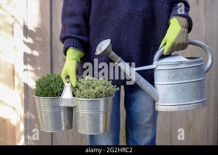 Gardener holds pot with thyme (Thymus vulgaris) 'Compactus', lemon thyme (Thymus citriodorus) and old zinc jug