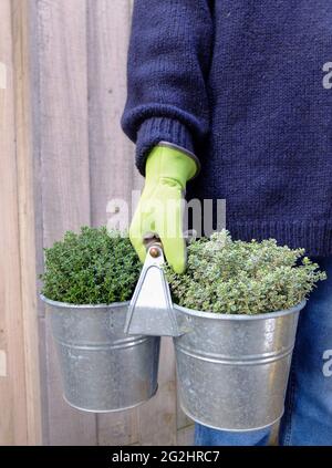 Gardener holds pot of thyme (Thymus vulgaris) 'Compactus' and lemon thyme (Thymus citriodorus)