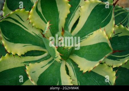 Sharp pointed agave plant leaves Stock Photo