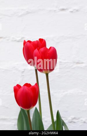 Tulipa 'Cherry Delight' - Darwin hybrid Tulip against a white wall Stock Photo