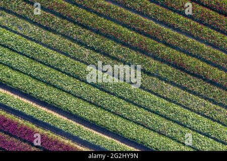 Tulip fields, aerial view, Schwaneberg, Saxony-Anhalt, Germany Stock Photo