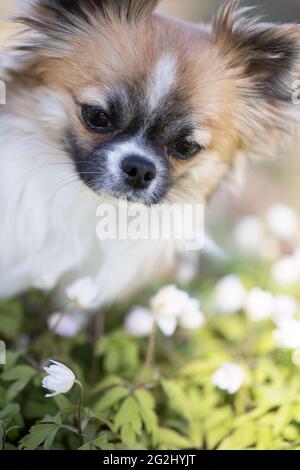 Chihuahua, long-haired, white anemones, forest, May, Finland Stock Photo