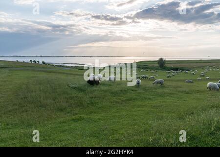 Sheep on the dike in Glückstadt at the Glückstadt ferry, Wischhafen, Elbe, North Sea, Northern Germany, Lower Saxony. Stock Photo