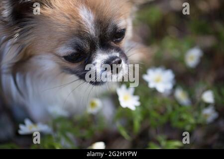 Chihuahua, long-haired young dog, smelling flowers, forest, May, Finland Stock Photo