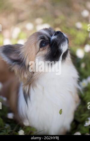 Long-haired Chihuahua surrounded by flowers, forest, May, Finland Stock Photo