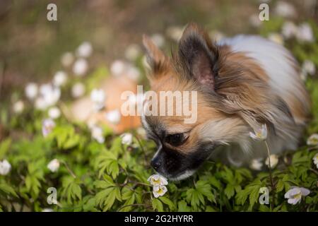 Long-haired Chihuahua surrounded by flowers, forest, May, Finland Stock Photo