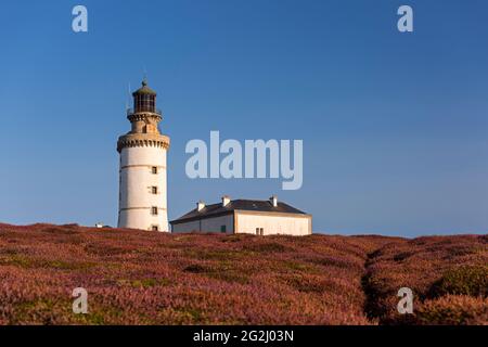 Le Stiff lighthouse, blooming heather, Île d'Ouessant, France, Brittany, Finistère department Stock Photo