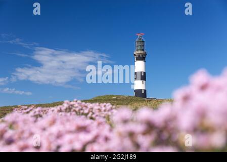 Lighthouse Créac'h, pink carnations, Île d´Ouessant, France, Brittany, Finistère department Stock Photo