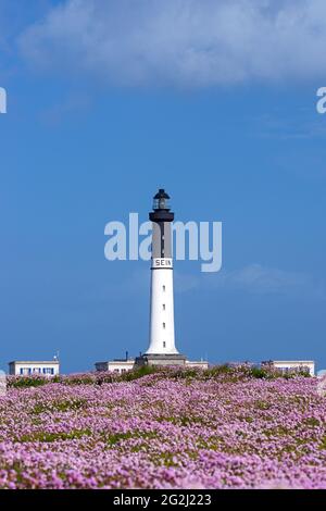 Île de Sein, carpet of blooming carnations at the lighthouse 'Grand Phare de l´Île de Sein', France, Brittany, Finistère department Stock Photo