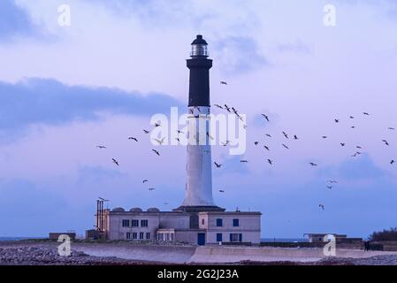 Île de Sein, flying seagulls, lighthouse 'Grand Phare de l´Île de Sein', France, Brittany, Finistère department Stock Photo
