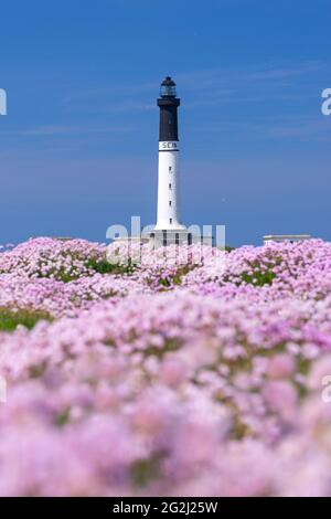 Île de Sein, carpet of blooming carnations at the lighthouse 'Grand Phare de l´Île de Sein', France, Brittany, Finistère department Stock Photo
