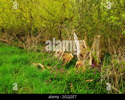 Europe, Germany, Hesse, Marburger Land, Lahn, Knackweiden (Salix fragilis) in the nature reserve Lahnaltarm near Bellnhausen, blooming catkins Stock Photo