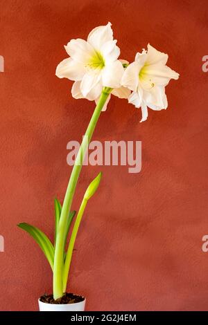 Amaryllis, genus of plants of the Amaryllis family (Amaryllidaceae). Stock Photo