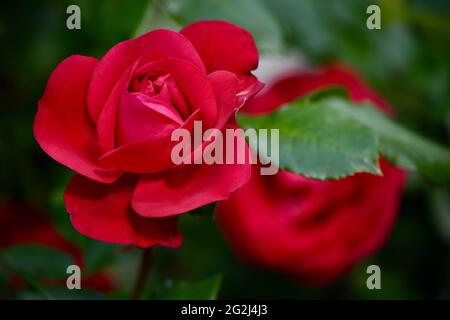 Heilpflanze Rose - rosa - mit herrlicher roter Rosenblüte als Zeichen der Liebe und Freundschaft - Grundstock der europäischen Gartenkultur, Heilpflan Stock Photo