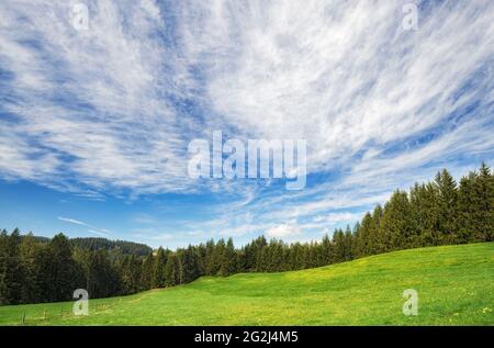 Green meadow and forest under blue sky and clouds on a sunny day in spring. Allgäu, Bavaria, Germany, Europe Stock Photo