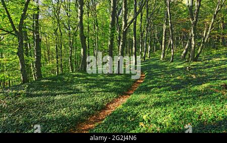 Small path winds through green beech forest on a sunny day. Swabian Alb, Baden-Wuerttemberg, Germany, Europe Stock Photo