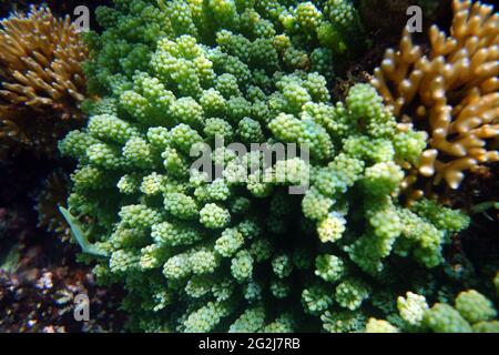 Edible green seaweed Caulerpa racemosa, Lord Howe Island Marine Park, NSW, Australia Stock Photo