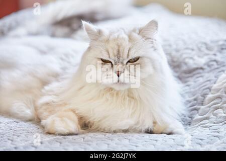 British long-haired white cat is sitting at home on the bed