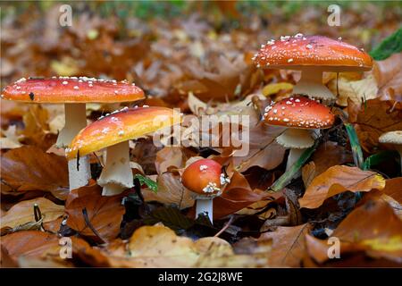 Close-up of a mushroom poking through the ground in the forest