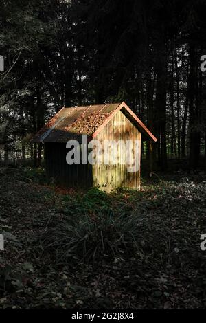 Old wooden hut in the forest. Stock Photo