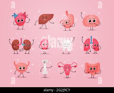 funny anatomical mascot kidneys muscle tooth lungs heart liver stomach brain bone digestive system characters cute human body internal organs anatomy Stock Vector