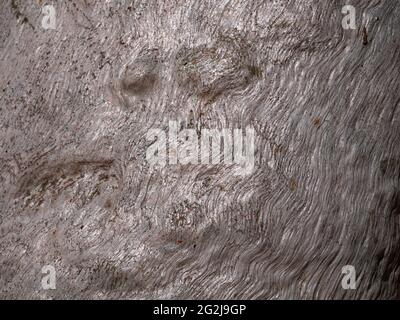 Australian River Red Gum tree, Eucalyptus Camaldulensis, silver coloured close up detail background of trunk. Stock Photo