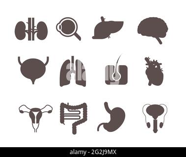 set human internal organs anatomical stomach liver kidneys lungs heart brain kidneys eye muscles digestive system icons collection anatomy healthcare Stock Vector