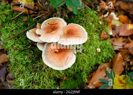Mushrooms on a weathered mossy tree stump. Stock Photo