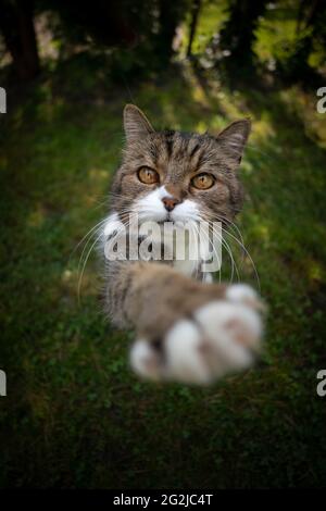 cute tabby white cat on green grass raising paw trying to reach snack outdoors in nature Stock Photo