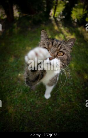 cute tabby white cat on green grass raising paw trying to reach snack outdoors in nature Stock Photo