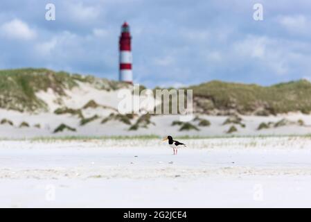 Oystercatcher on the beach, Amrum Island, Schleswig-Holstein Wadden Sea National Park, Germany, Schleswig-Holstein