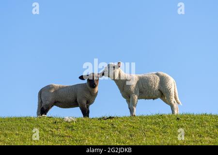 Sheep on the dike at Westerhever, Eiderstedt peninsula, Schleswig-Holstein Wadden Sea National Park, Germany, Schleswig-Holstein, North Sea coast Stock Photo